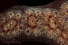 Compound Sea Squirt (unidentified) showing Oral syphons operating - 1 - Porthallow, 10 September 2010