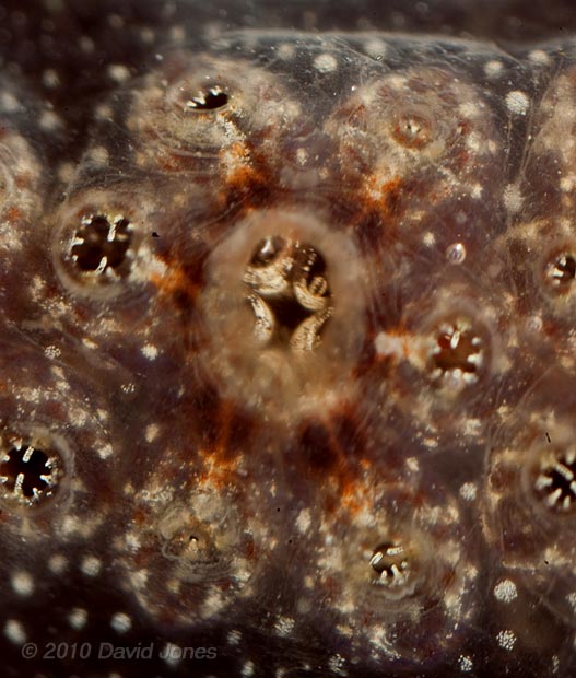 Compound Sea Squirt (unidentified) showing Oral syphons operating - 1b - Porthallow, 10 September 2010