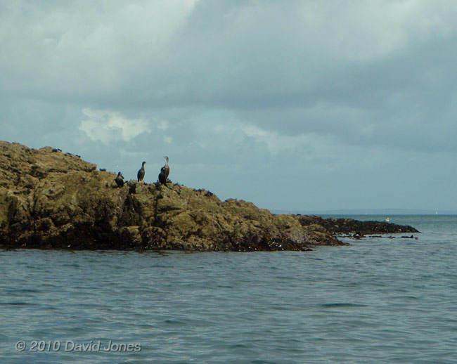 Cormorants near Porthallow Cove, 11 September 2010