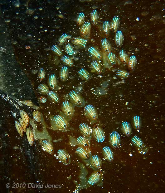 Blue-ray Limpets on Laminaria in Nare Cove - 1, 11 September 2010