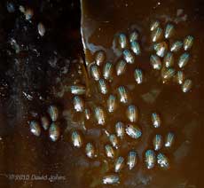 Blue-ray Limpets on Laminaria in Nare Cove, 11 September 2010