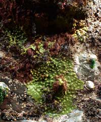 Breadcrumb Sponge on sheltered rock in Nare Cove, 11 September 2010