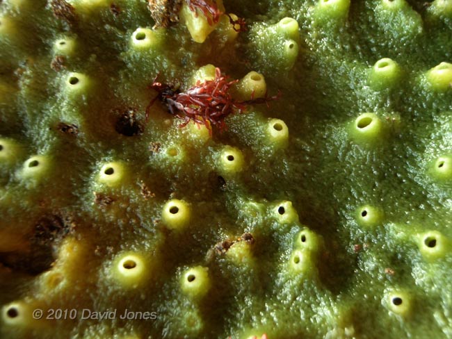 Seaweed (Lomentaria articulata?) on Breadcrumb Sponge in Nare Cove (1), 11 September 2010