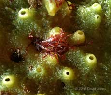 Seaweed (Lomentaria articulata?) on Breadcrumb Sponge in Nare Cove, 11 September 2010