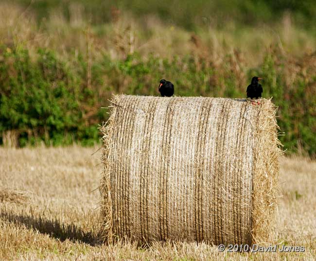 Choughs on hay bale near Lizard Point, 12 September 2010