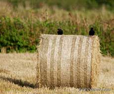 Choughs on hay bale near Lizard Point, 12 September 2010