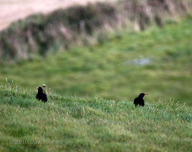 Choughs in field near Lizard Point, 16 September 2010