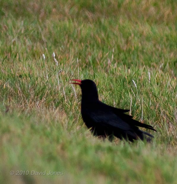 Chough displaying and calling to its partner in field near Lizard Point, 16 September 2010