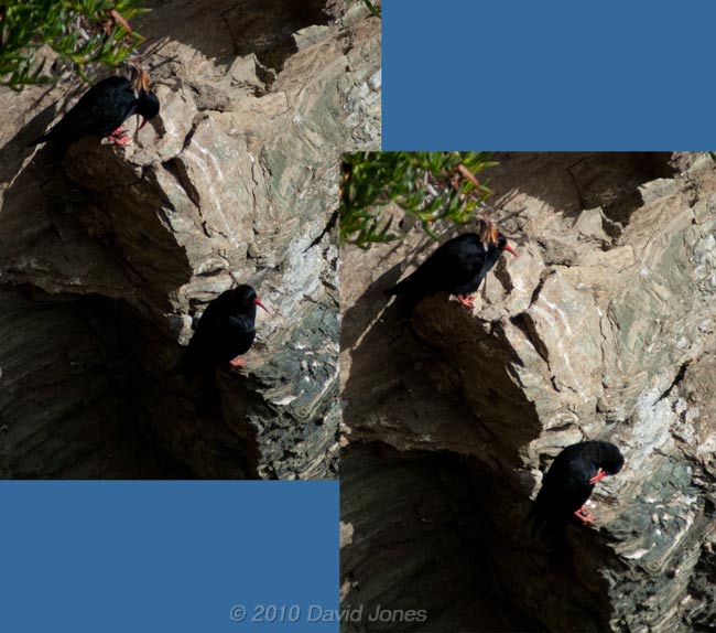 Chough on cliff near Lizard Point - 1, 16 September 2010