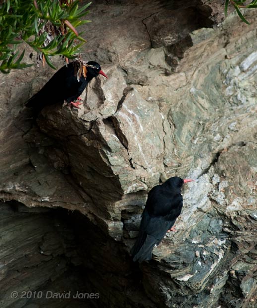 Chough on cliff near Lizard Point - 2, 16 September 2010
