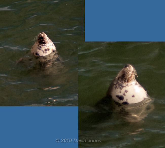 Grey Seal resting off  Lizard Point, 16 September 2010