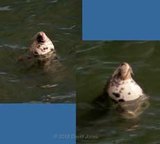 Grey Seal resting off  Lizard Point, 16 September 2010