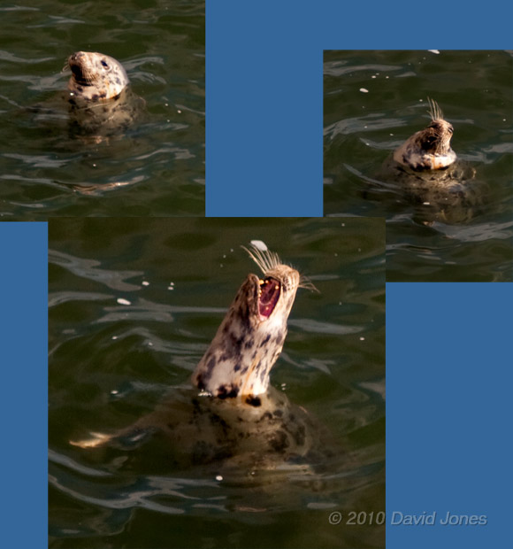Grey Seal yawning off  Lizard Point, 16 September 2010