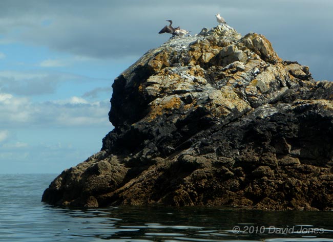 Cormorant on rock, Porthkerris, 17 September 2010