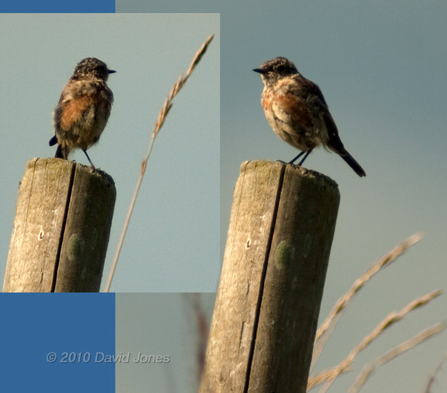 Unidentified juvenile bird near Lizard Point, 18 September 2010
