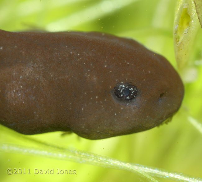Tadpole head, including eye, 1 April