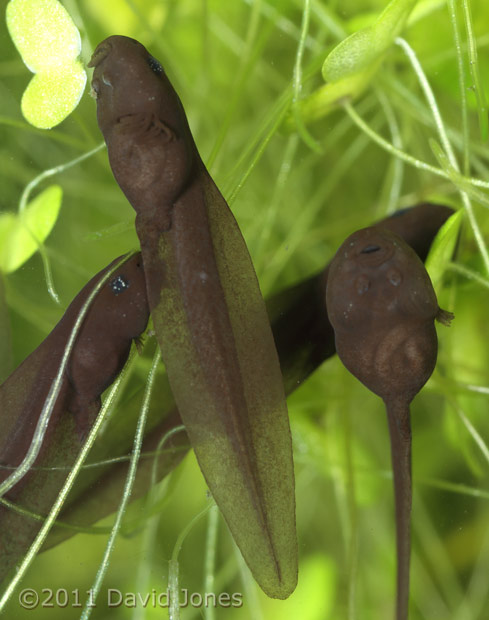 Tadpoles, 1 April