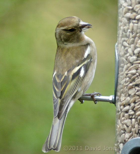 Chaffinch female at sunflower feeder, 2 April