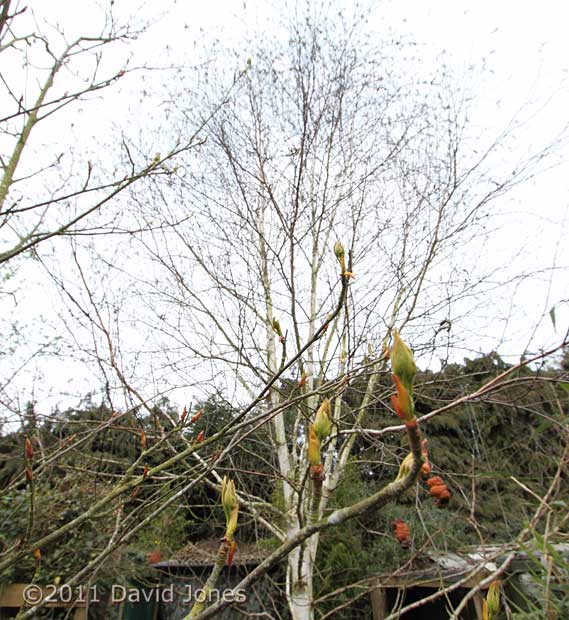 Buds burst on Rowan, 3 March