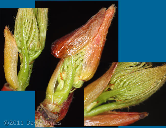 Rowan - close-up of leaf buds, 3 March