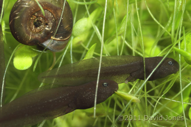 Tadpoles, 3 March