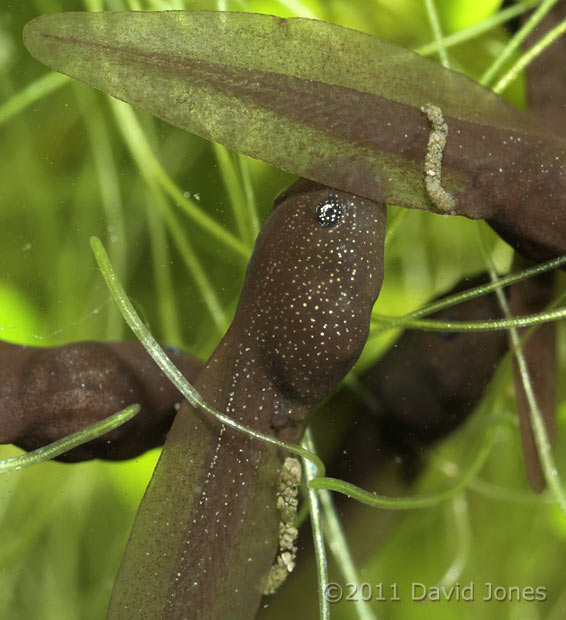Tadpoles excrete waste, 3 March