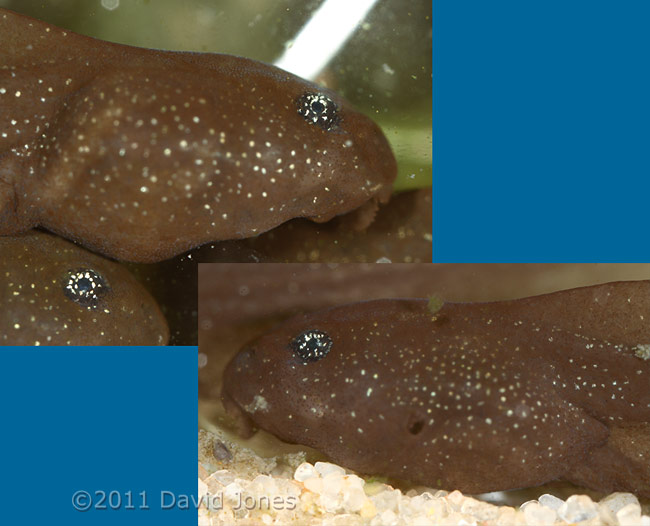 Tadpoles - the eyes, 3 March