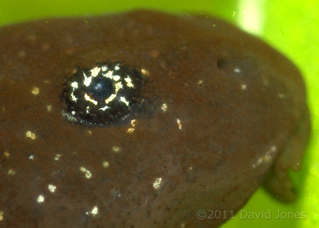 Tadpole - close-up of head, inc. eye, 3 March