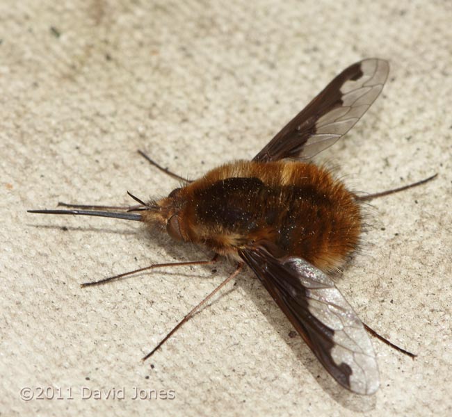Bee-fly - first recorded this year, 4 March