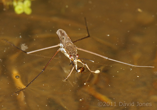 Pond Skater with prey, 4 March