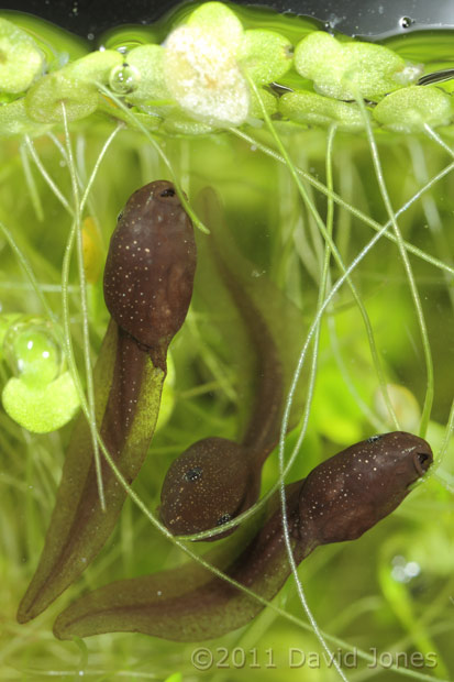 Tadpoles graze on duckweed, 4 March