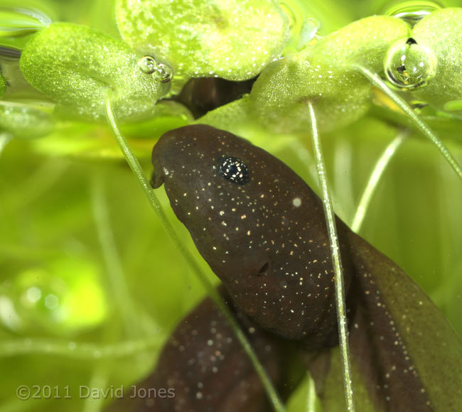 Tadpole showing opening of internal gill, 4 March