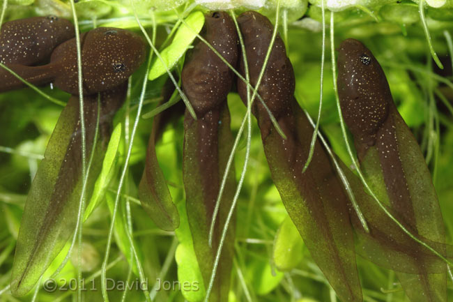 Tadpoles grazing under duckweed - 1, 5 April