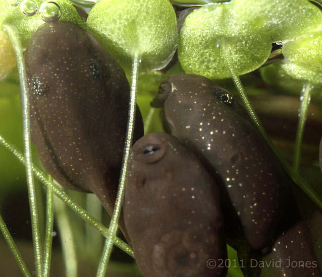 Tadpoles grazing under duckweed - 2, 5 April