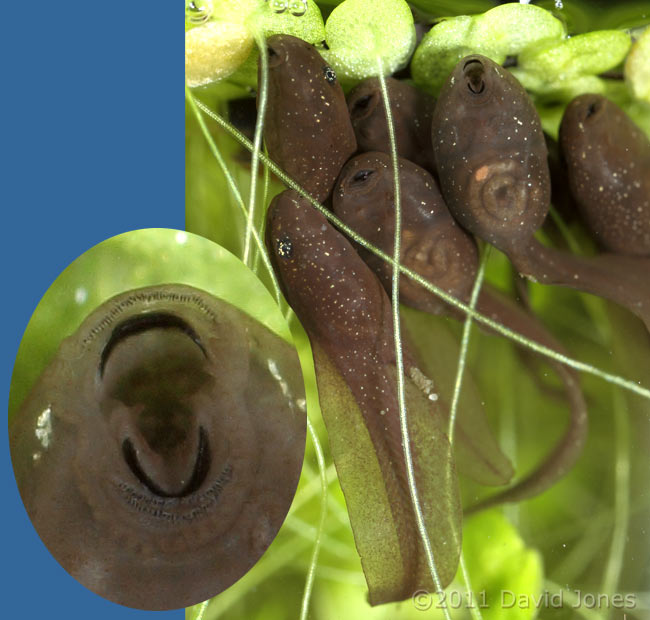 Tadpoles grazing under duckweed - showing rasping teeth, 5 April