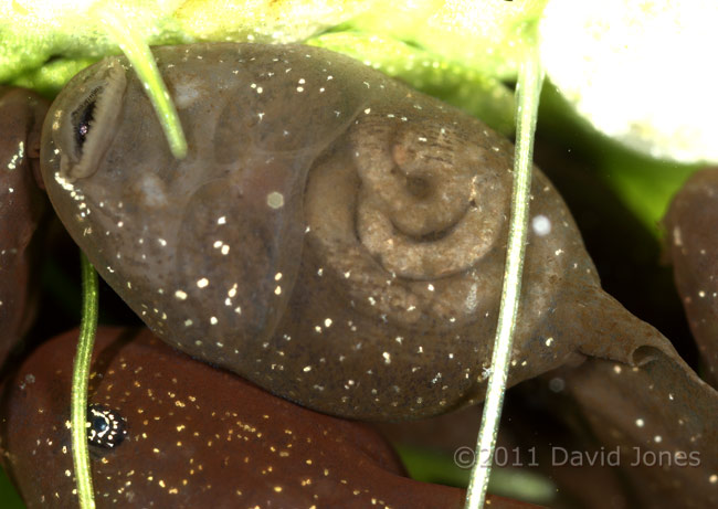 Tadpoles - showing variation in colour, 5 April