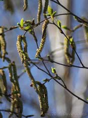 Leaf buds burst on our Himalayan Birch, 6 April