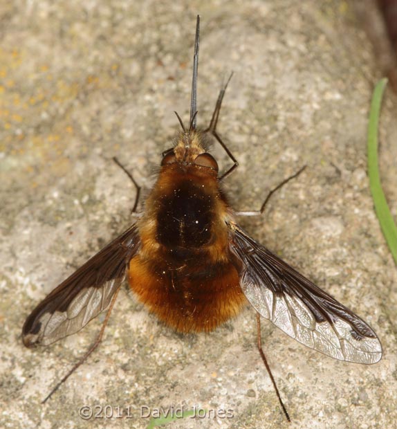 Bee-fly at rest - 2, 9 April