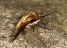 Bee-fly at rest, 9 April