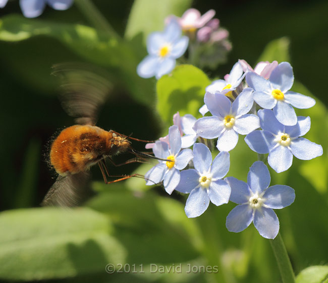 Bee-fly at Forget-me-not flower - 2, 9 April