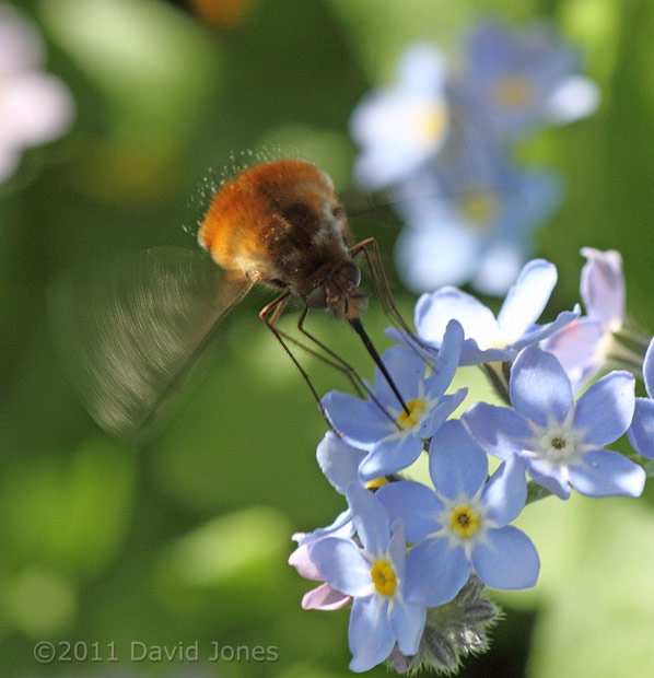 Bee-fly at Forget-me-not flower - 1, 9 April