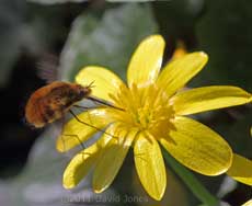 ee-fly at Lesser Celandine, 9 April