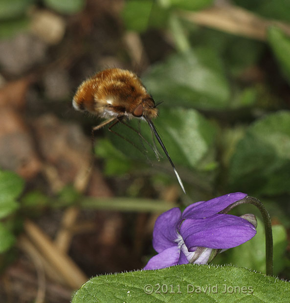 Bee-fly about to land on Dog Violet flower, 9 April