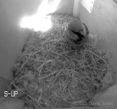 House Sparrow in box SW-up, 9 April