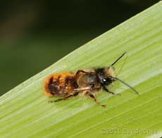 Solitary bee ( freshly emerged?) on bamboo leaf, 11 April