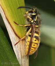 Wasp sunbathes on bamboo leaf, 11 April
