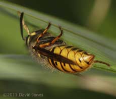 Wasp hides under bamboo leaf, 11 April