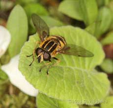 Hoverfly (Helophilus pendulus) sunbathes near pond, 11 April