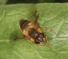Drone-fly sunbathes and preens, 11 April