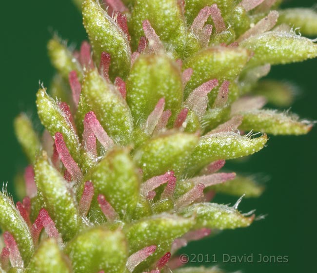 Himalayan Birch - female catkin: cloase-up showing pink anthers, 12 April